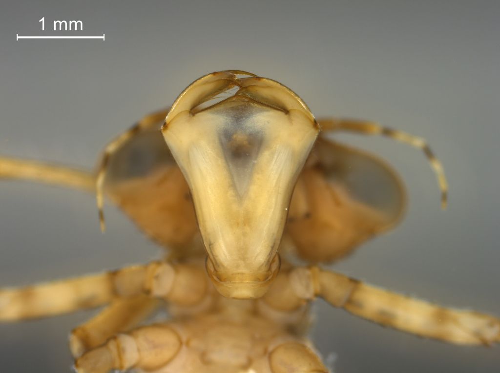 Coenagrion lunulatum